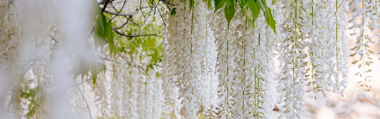 glycine maison d hotes 1643 gard