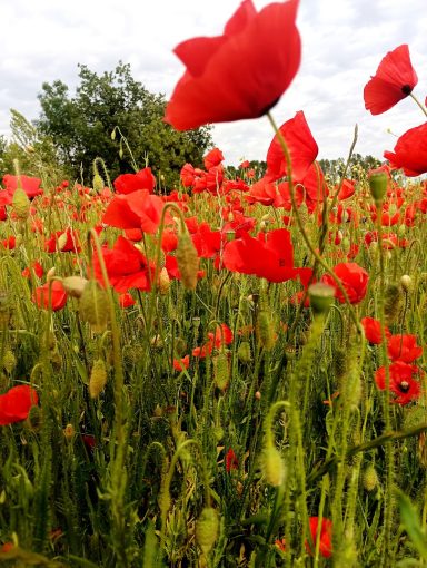 coquelicots